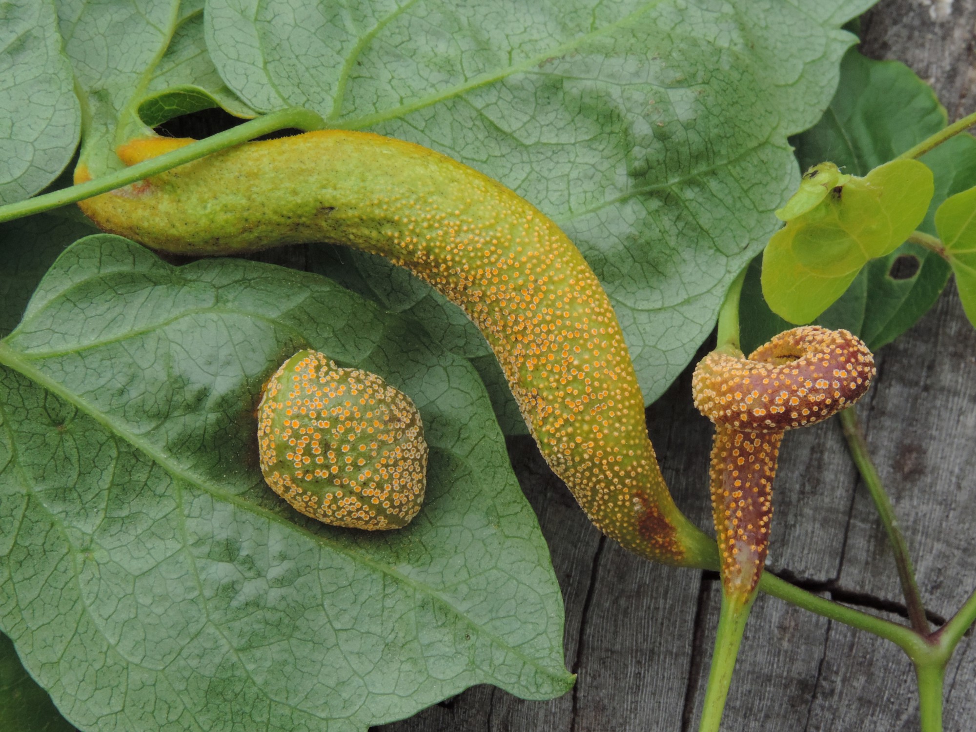 Puccinia alnetorum Thomas Bardorf