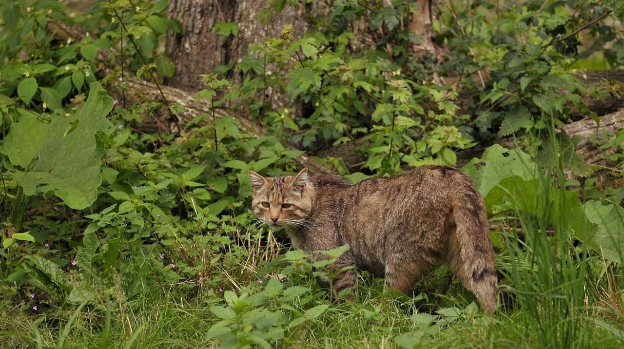 Die Wildkatze in der Wildnis