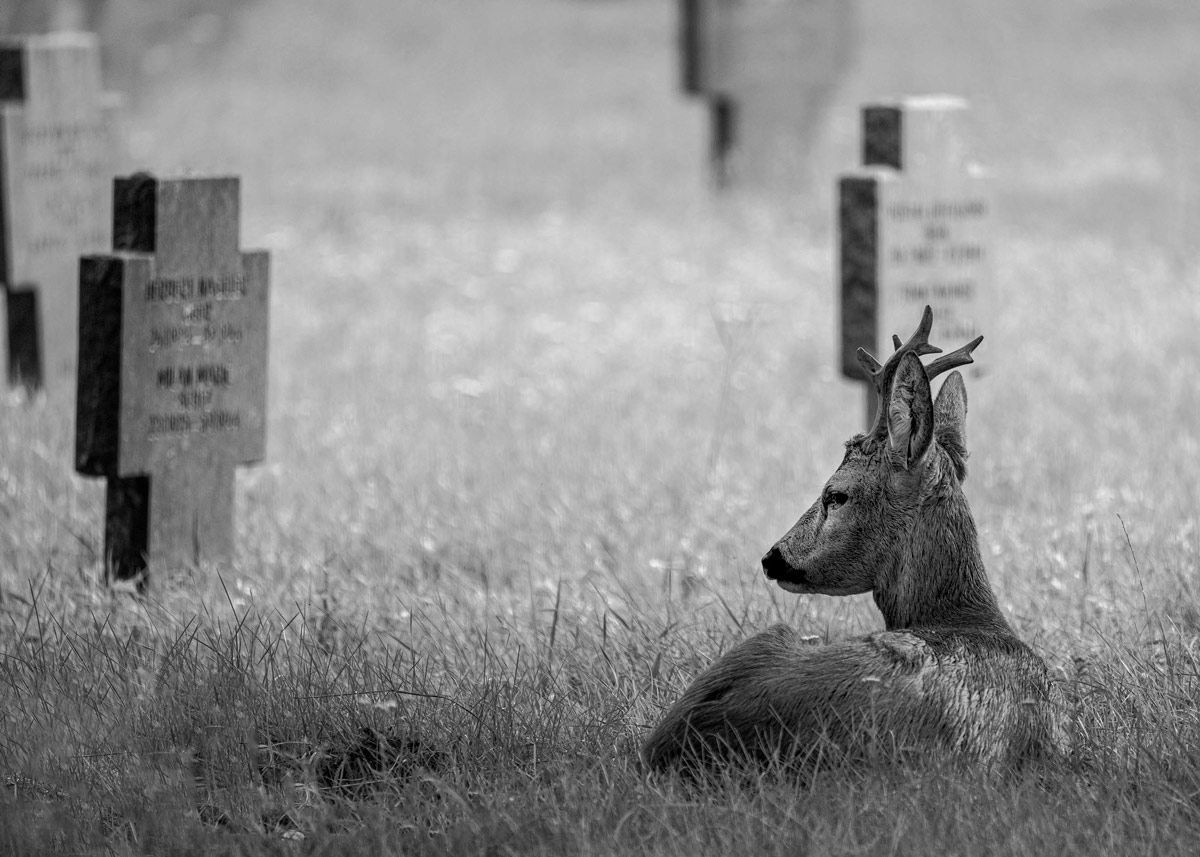 [Video] Citizen Science Seminar: BaF-Biodiversität am Friedhof - Ein Blick auf drei Jahre nachhaltiger Entwicklungen