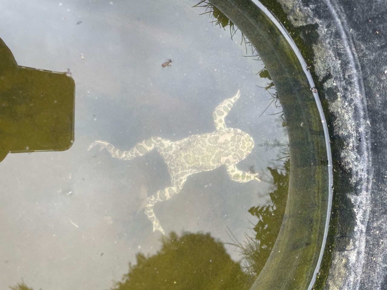 Die erste gesichtete Wechselkröte in einem Teich des Projekts AmphiBiom CC0 Amy/AmphiBiom