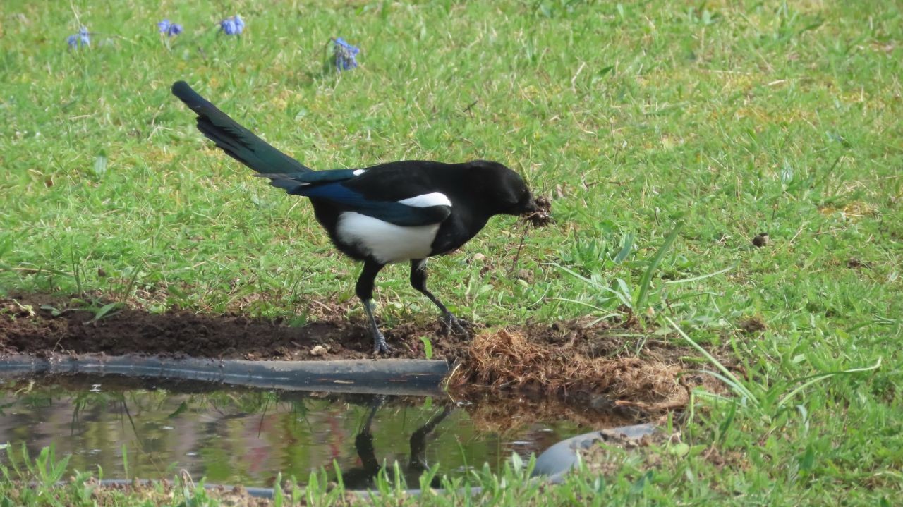 Elster sammelt Nistmaterial am AmphiBiomTeichrand