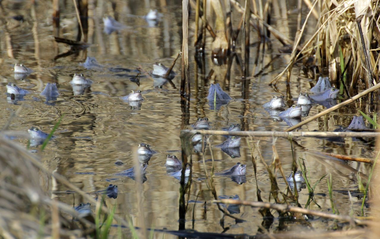 Gruppe von Moorfrosch Männchen Wikimedia Common Lizenz Christian Fischer CC BY-SA 3.0