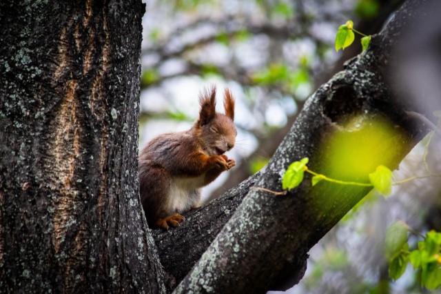 Eichhörnchen mit Nuss-Mahlzeit (C) Stefan Georgiev / stadtwildtiere.at