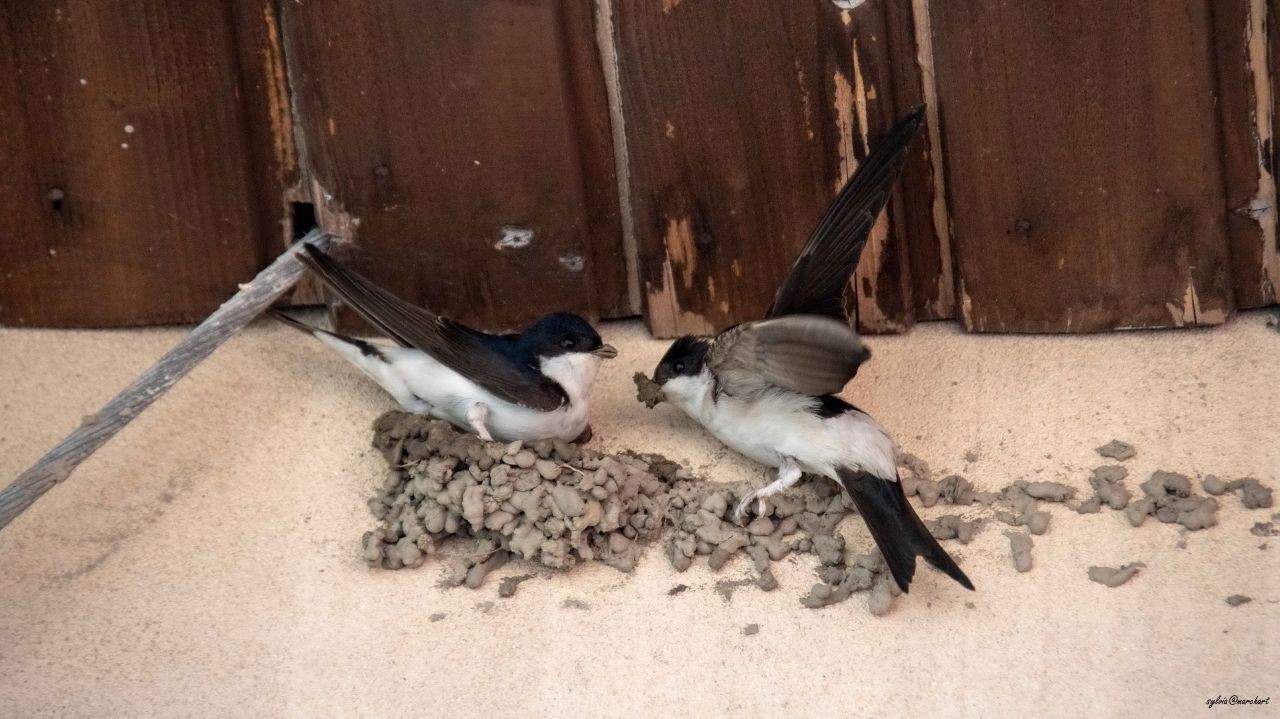 Mehlschwalben bei Nestbau 