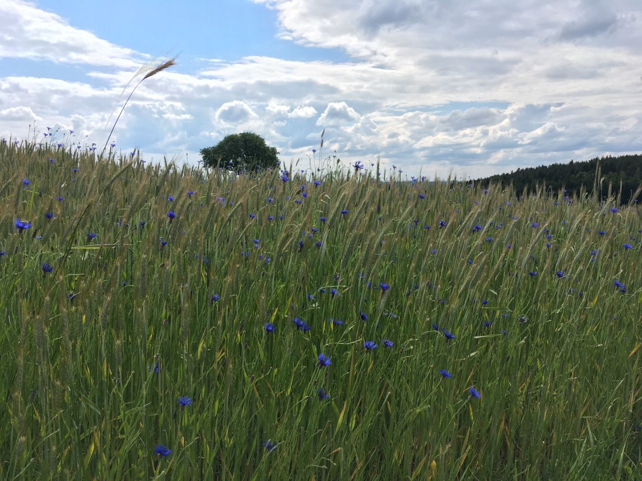 Biodiversitätsmonitoring am Acker