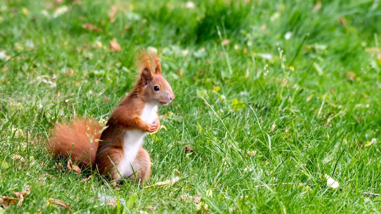 Eichhörnchen in der Großstadt