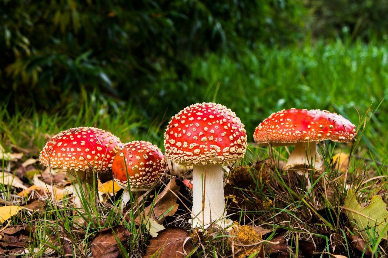 fly-agaric-516281_1920