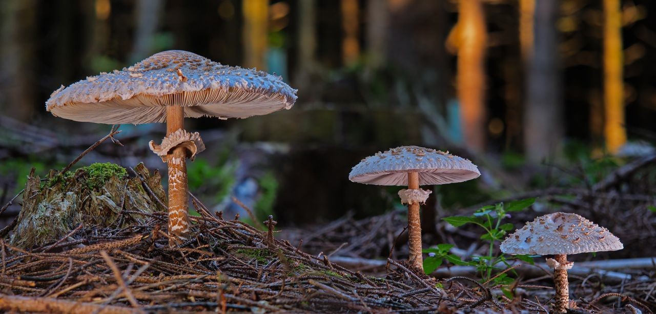 3 Parasol-Pilze am Waldboden