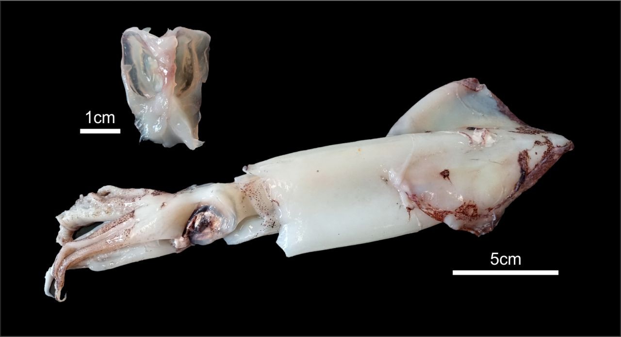 Tintenfisch-Loligo-vulgaris-mit-Kopfknorpel-Lukeneder-NHM-Wien