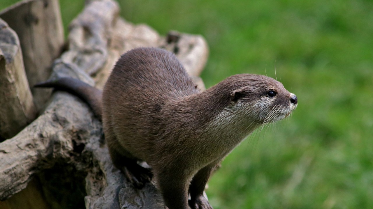 CSNA Partner: Naturschutzbund Österreich