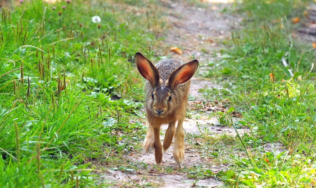 Neuer Fachartikel aus dem Projekt Roadkill