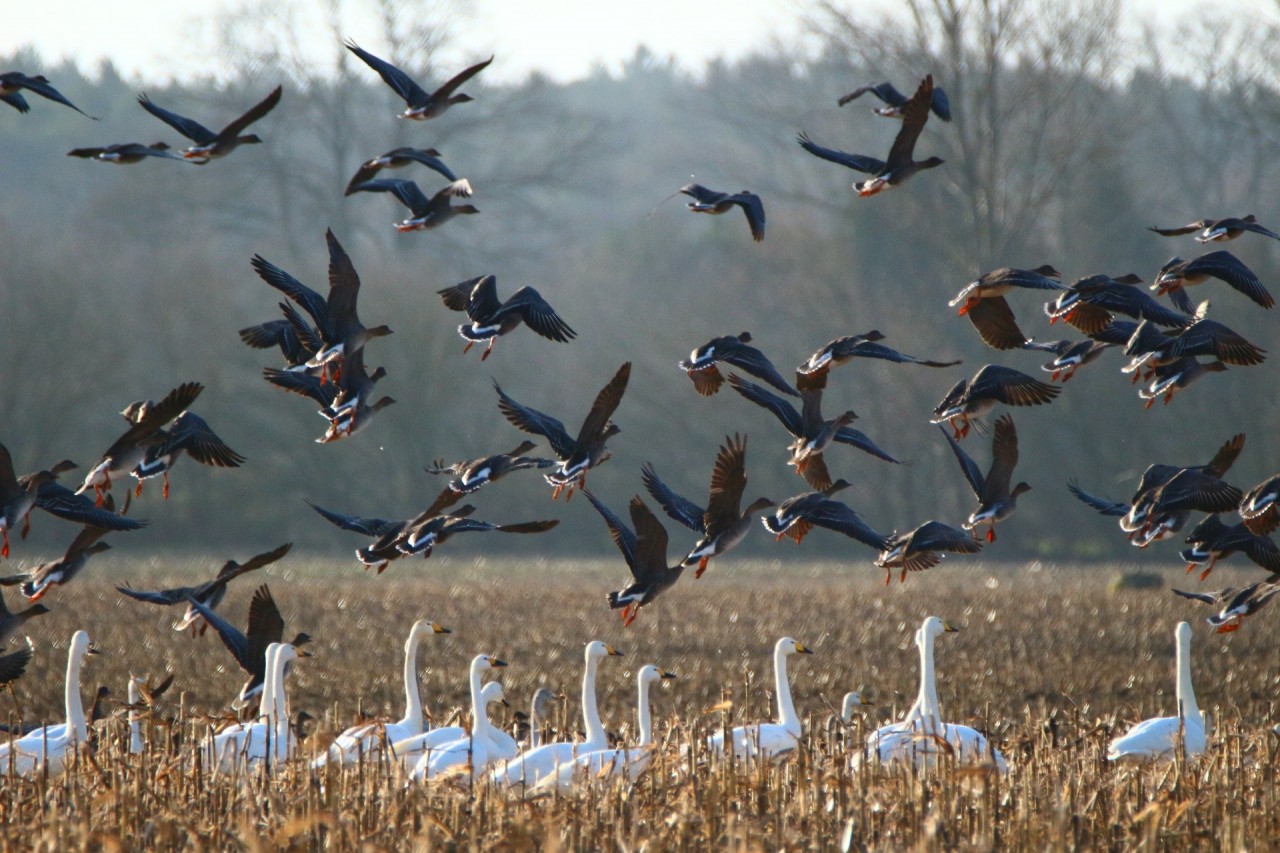 CSNA Partner: Birdlife Österreich