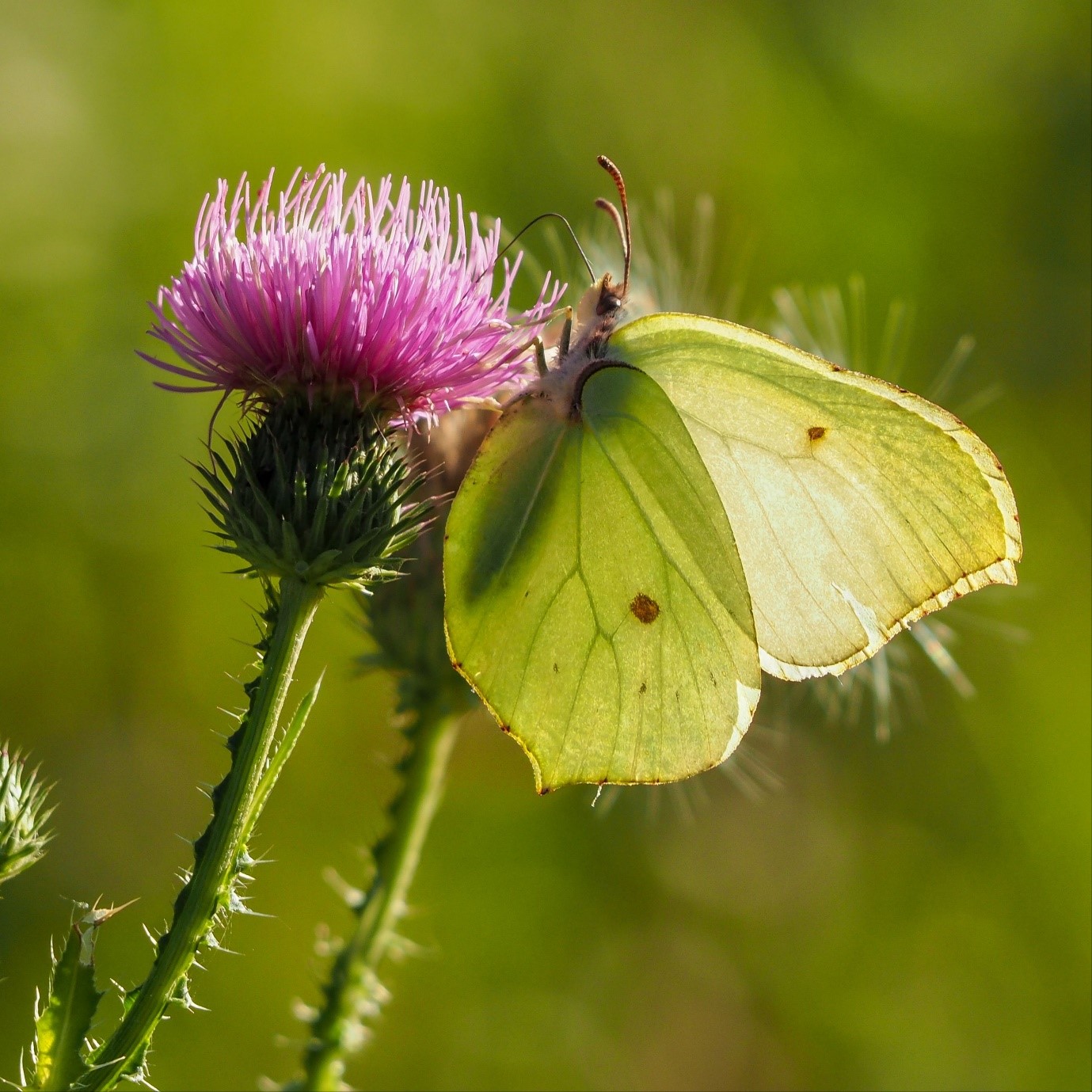 schmetterling