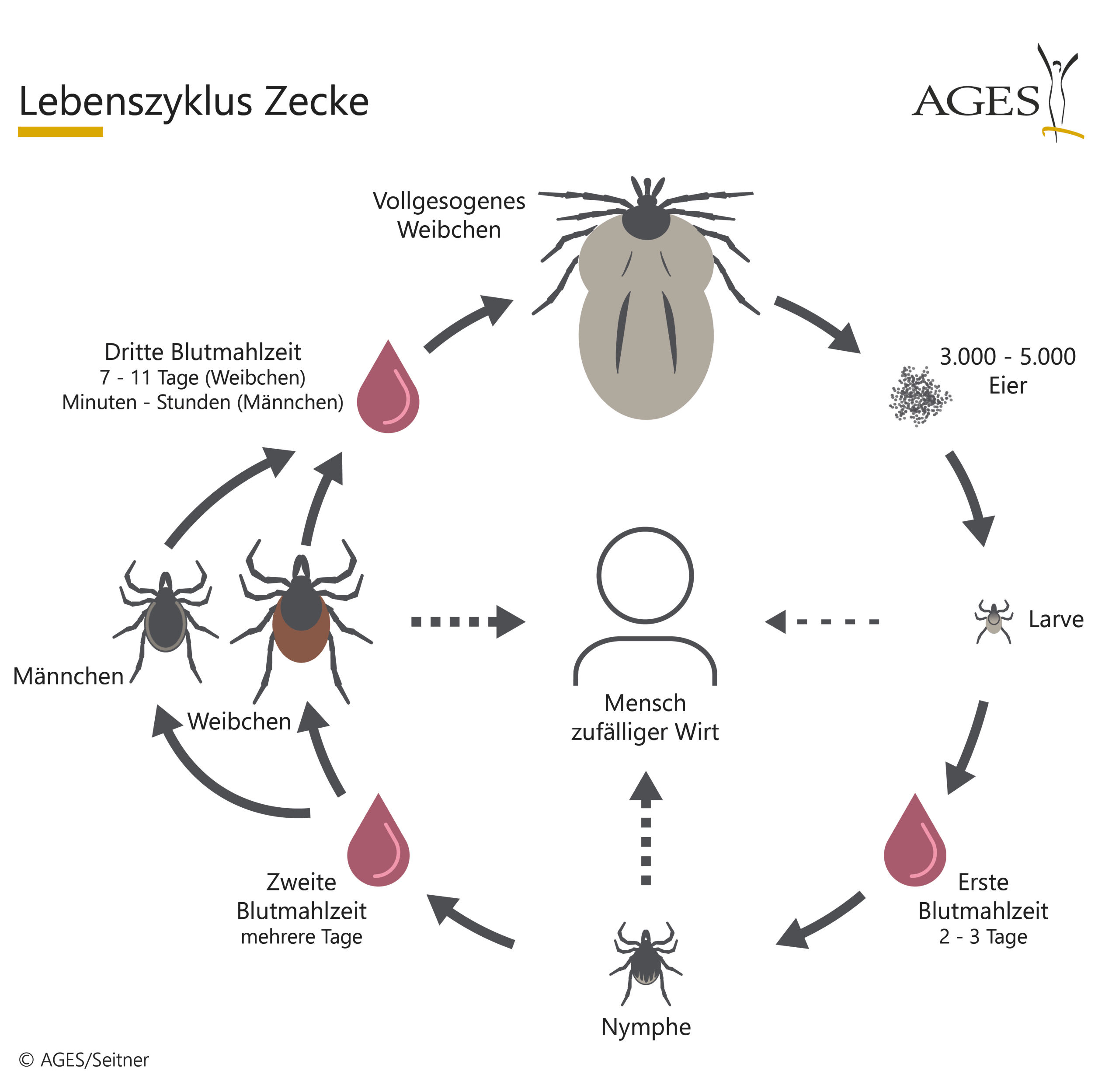 00084 05 A16 00 zecken lebenszyklus 2