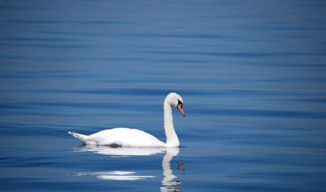 Neu auf &quot;Österreich forscht&quot;: Wasservogelzählung