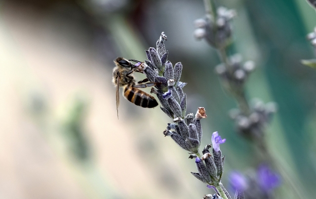 Bienencheck