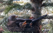 Neu auf &quot;Österreich forscht&quot;: Brutvogelmonitoring