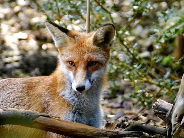 Kronen Zeitung, Die Presse, futurezone und der Standard: Neue Plattform für Wildtierbeobachtungen