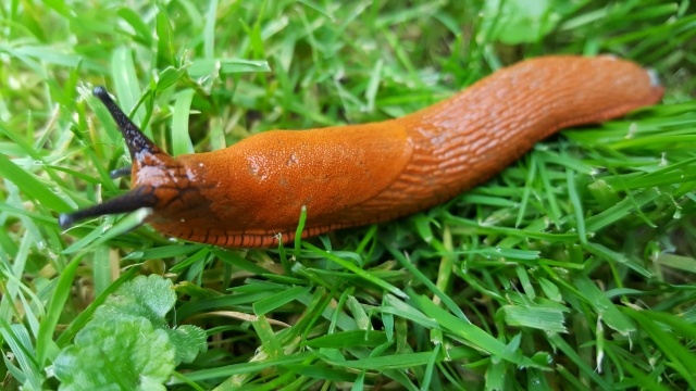 Spanische Wegschnecke in einem Vorarlberger Garten