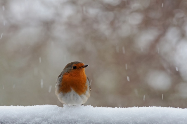 Stunde der Wintervögel