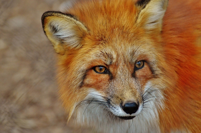 Projekt Stadtwildtiere: Fuchs Sichtungen in Wien