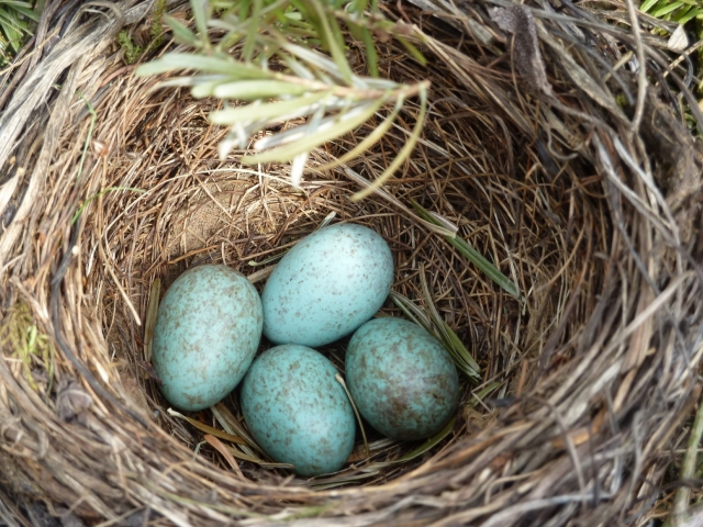 Neu auf &quot;Österreich forscht&quot;: Brutvogelatlas