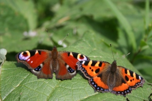 Schmetterlings-Monitoring Österreich